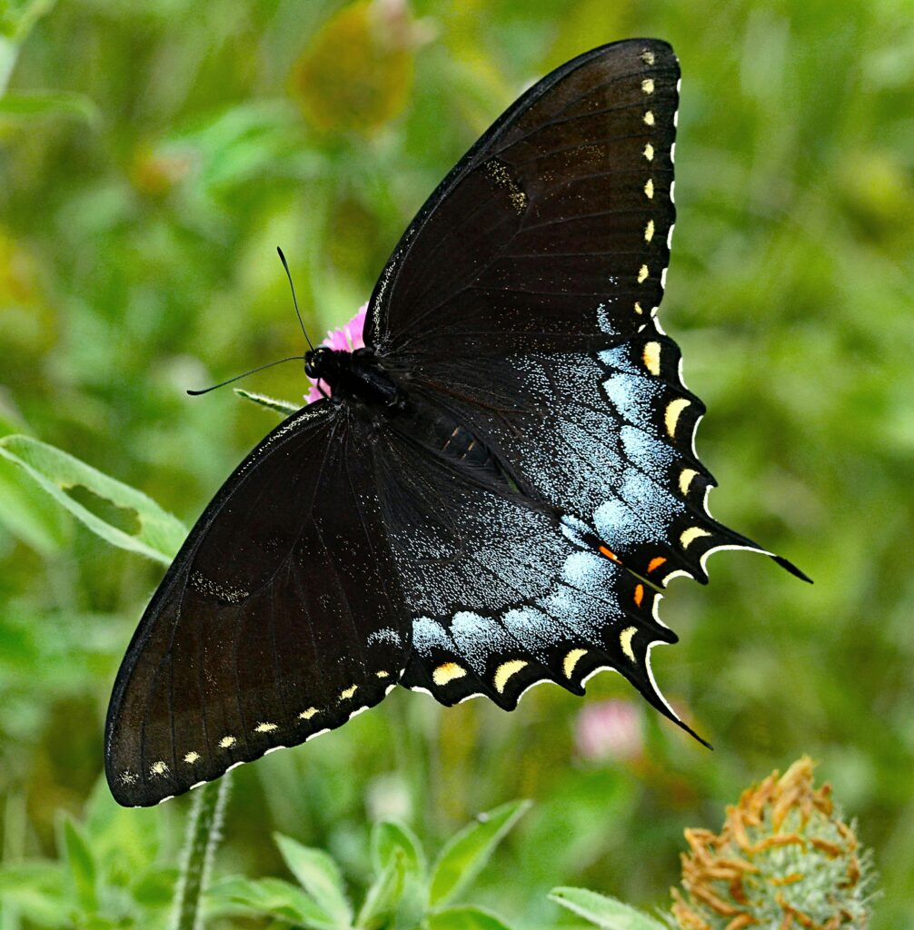 Close-up of a spicebush swallowtail butterfly outdoors, showcasing its vibrant colors and intricate patterns.